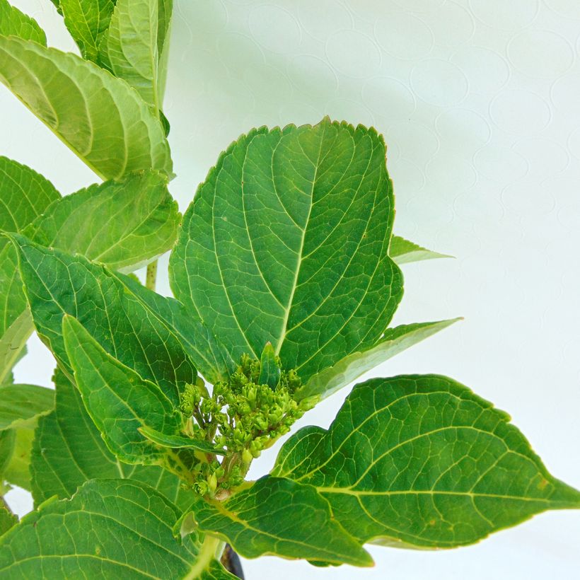 Hydrangea macrophylla Endless Summer The Bride - Bauernhortensie (Foliage)