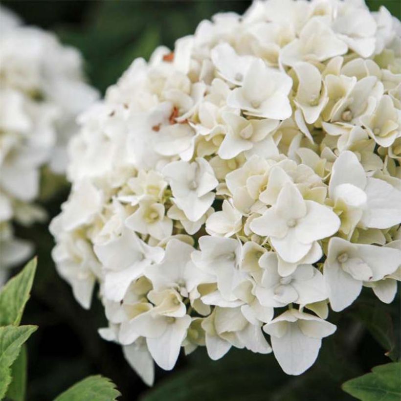 Hydrangea macrophylla Endless Summer The Bride - Bauernhortensie (Flowering)