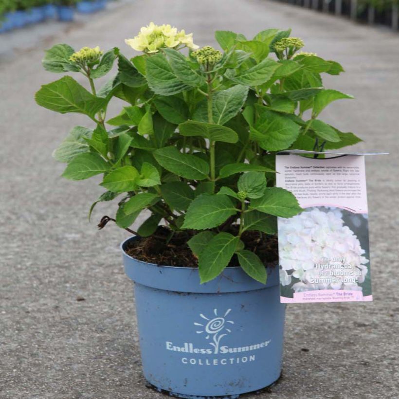 Hydrangea macrophylla Endless Summer The Bride - Bauernhortensie (Plant habit)