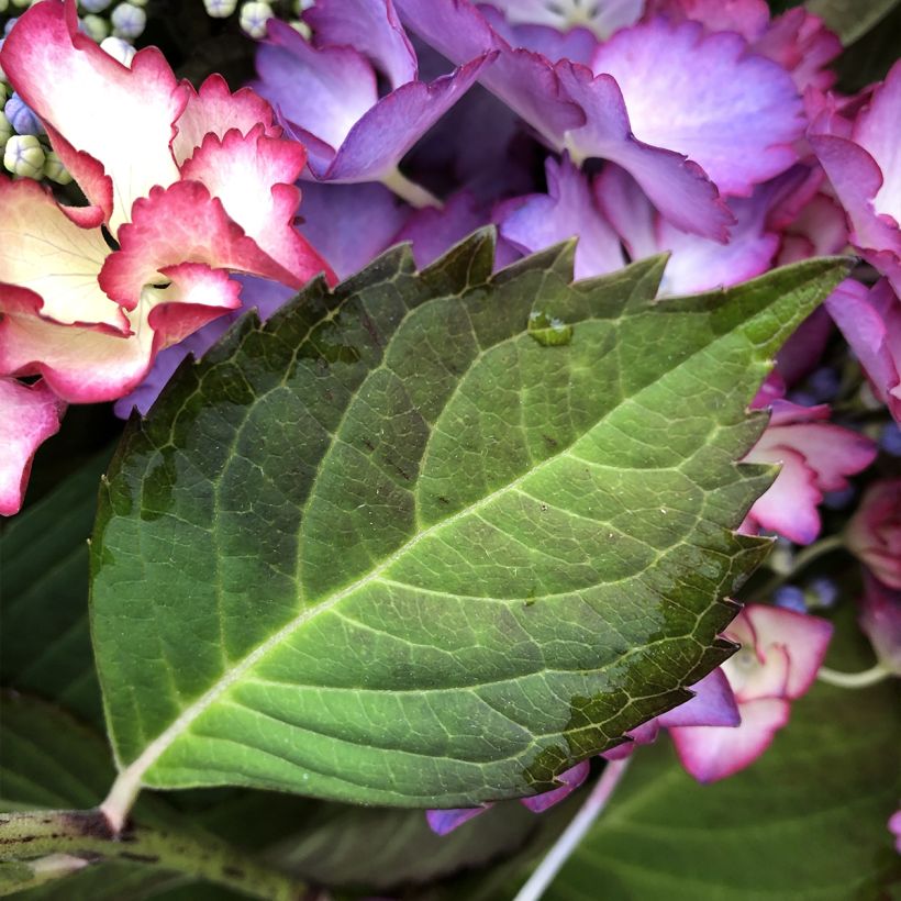 Hydrangea macrophylla Rendez-Vous French Cancan - Bauernhortensie (Foliage)
