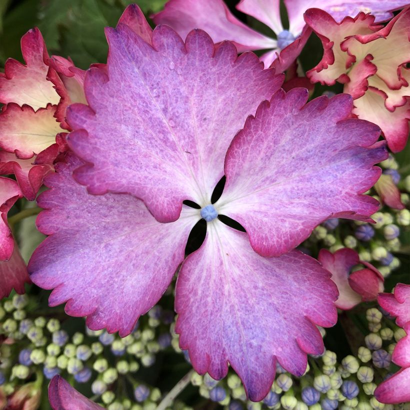 Hydrangea macrophylla Rendez-Vous French Cancan - Bauernhortensie (Flowering)