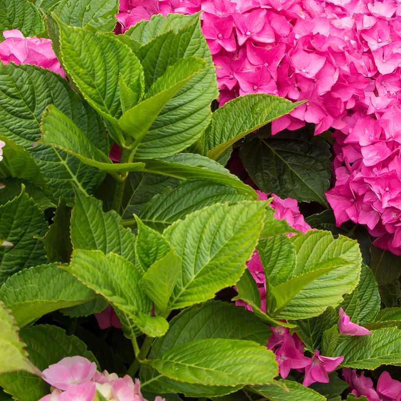 Hydrangea Freudenstein - Bauernhortensie (Foliage)