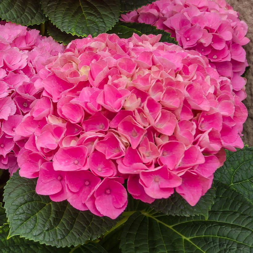 Hydrangea macrophylla Freudenstein - Bauernhortensie (Flowering)