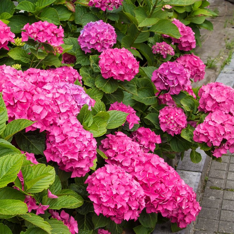 Hydrangea macrophylla Freudenstein - Bauernhortensie (Plant habit)