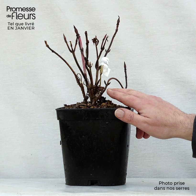 Exemplar von Hydrangea macrophylla Generale Vicomtesse de Vibraye - Bauernhortensie Topf mit 2L/3L wie im Winter geliefert