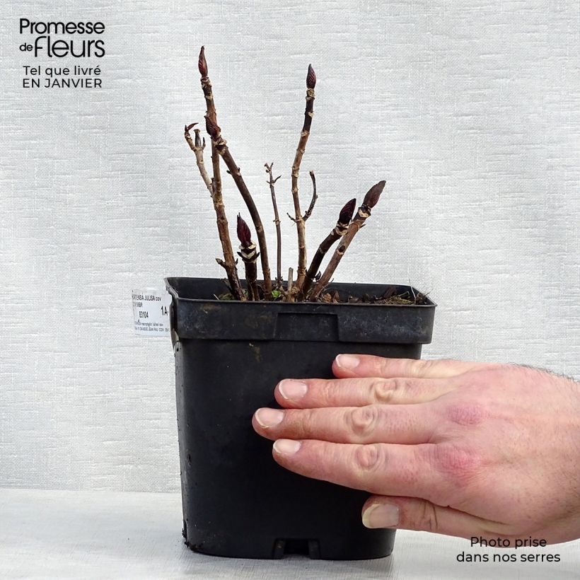 Exemplar von Hydrangea macrophylla Julisa - Bauernhortensie Topf mit 1,5L/2L wie im Winter geliefert