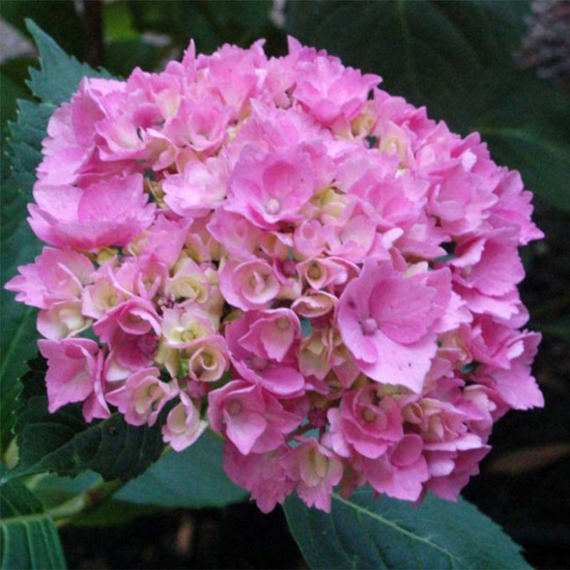 Hydrangea macrophylla La Marne - Bauernhortensie (Flowering)