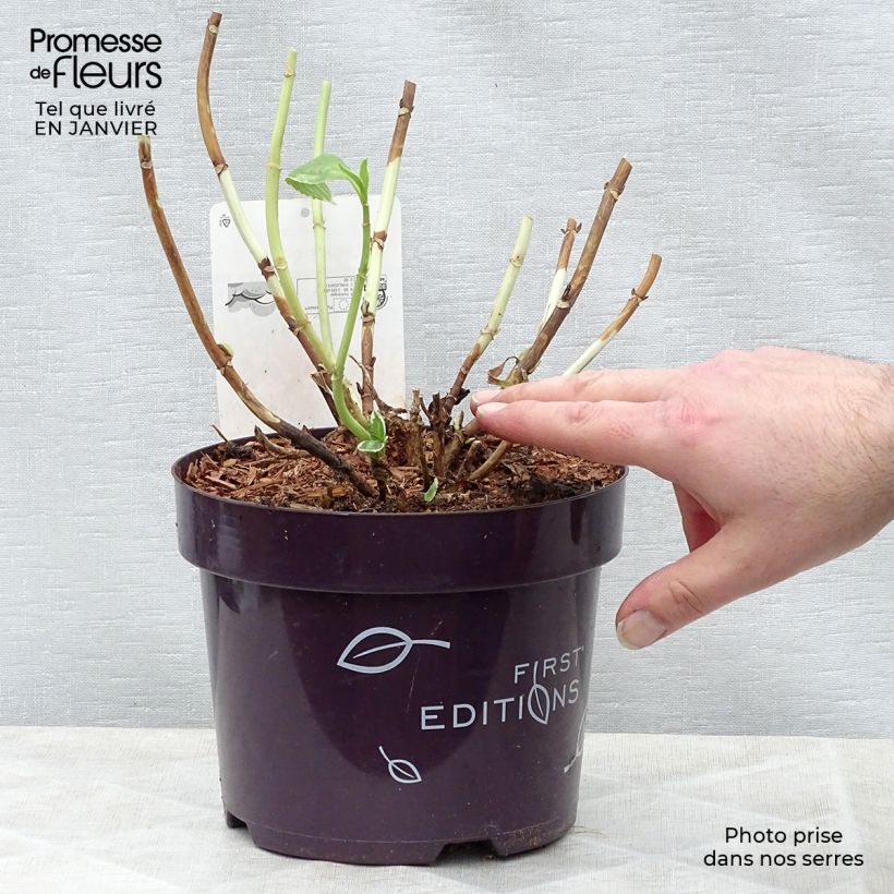 Exemplar von Hydrangea macrophylla Light'o'Day - Bauernhortensie Topf mit 3L/4L wie im Winter geliefert