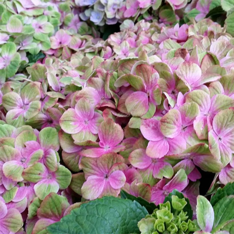 Hydrangea macrophylla Magical Amethyst - Bauernhortensie (Flowering)