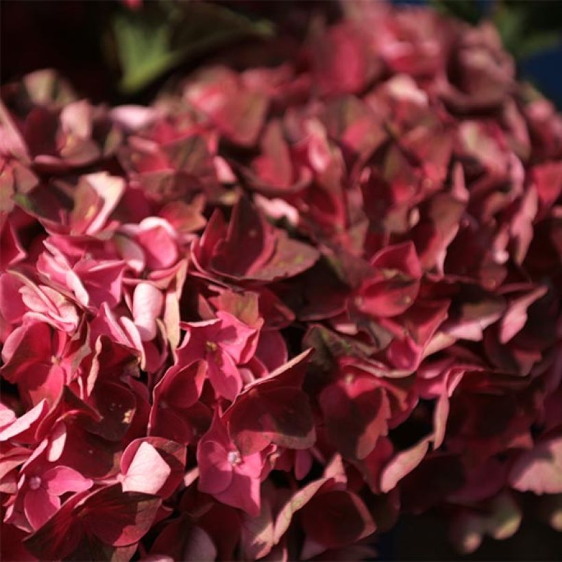 Hydrangea macrophylla Magical Crimson - Bauernhortensie (Flowering)