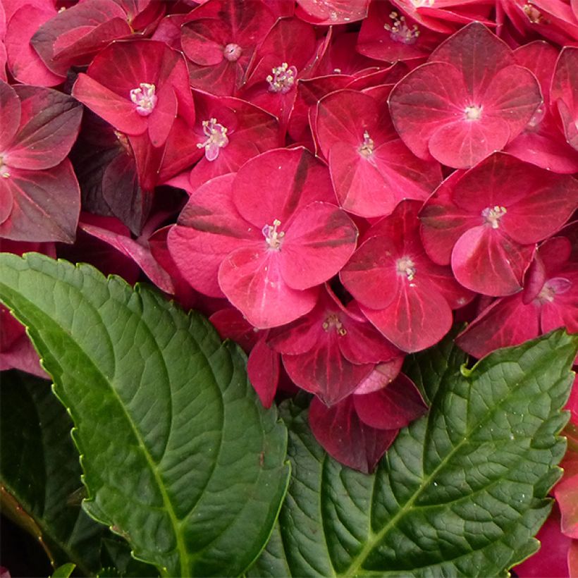 Hydrangea macrophylla Magical Ruby Tuesday - Bauernhortensie (Foliage)