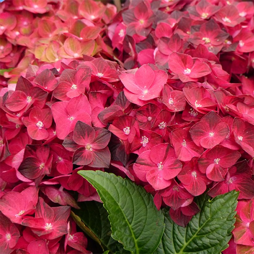 Hydrangea macrophylla Magical Ruby Tuesday - Bauernhortensie (Flowering)