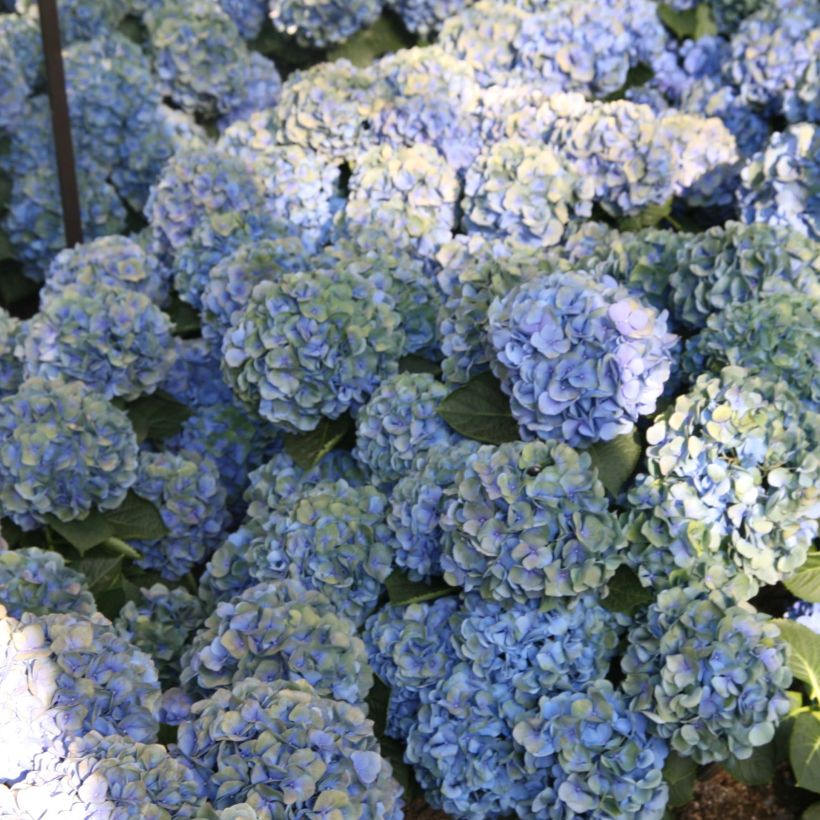 Hydrangea macrophylla Mathilde Gutges - Bauernhortensie (Flowering)