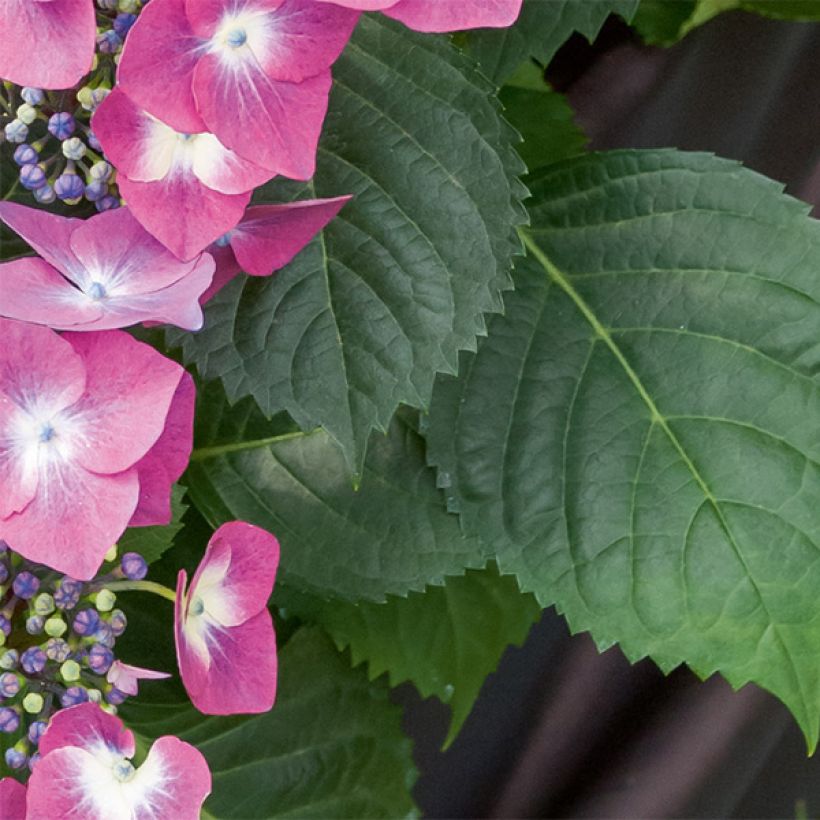 Hydrangea macrophylla Mousmee - Bauernhortensie (Foliage)