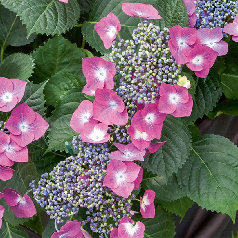 Hydrangea macrophylla Mousmee - Bauernhortensie (Flowering)