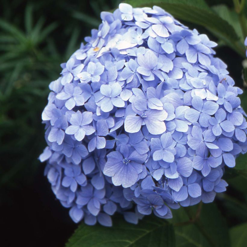 Hydrangea macrophylla Mousseline - Bauernhortensie (Flowering)