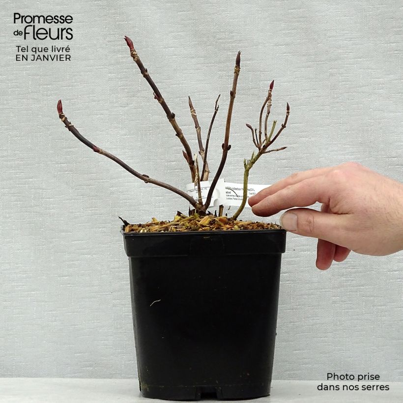 Exemplar von Hydrangea macrophylla Mousseline - Bauernhortensie Topf mit 2L/3L wie im Winter geliefert