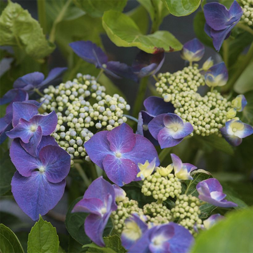 Hydrangea macrophylla Nachtigall - Bauernhortensie (Flowering)