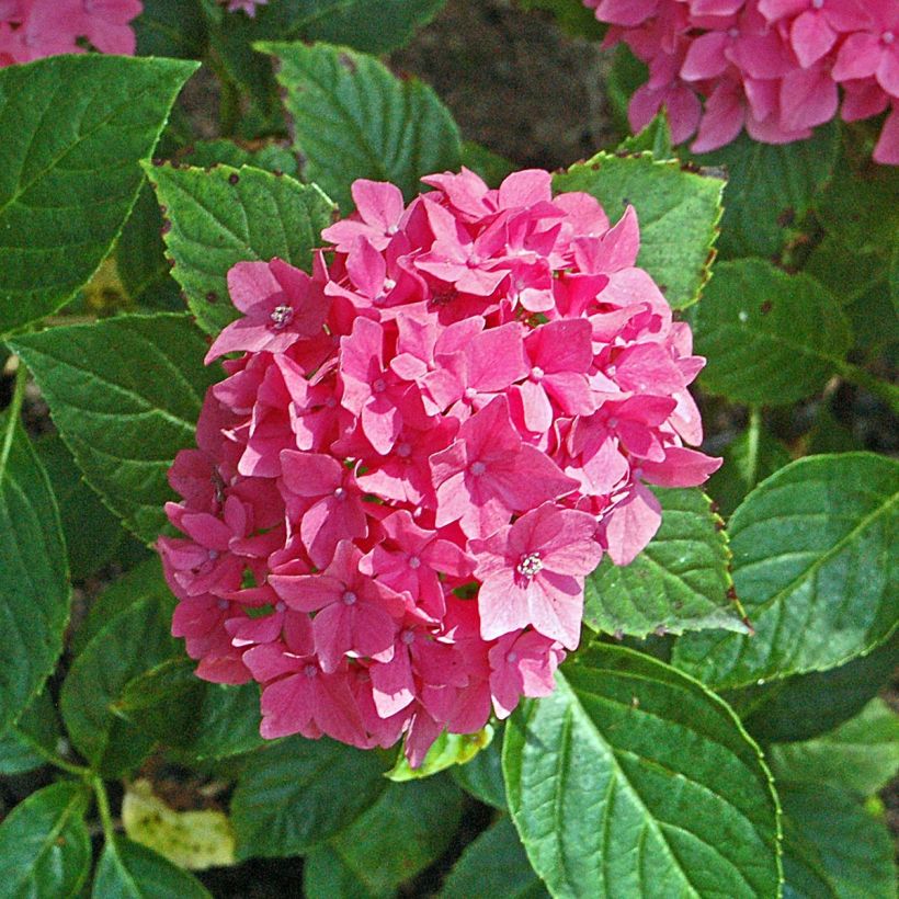 Hydrangea macrophylla Pia - Bauernhortensie (Flowering)