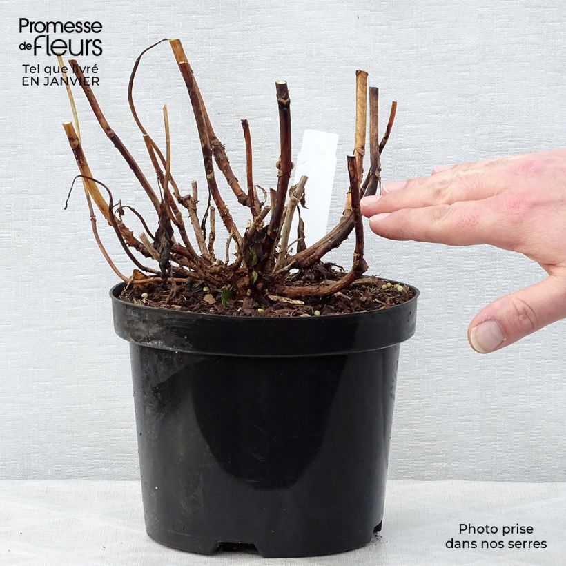 Exemplar von Hydrangea macrophylla Princess Diana - Bauernhortensie Topf mit 3L/4L wie im Winter geliefert