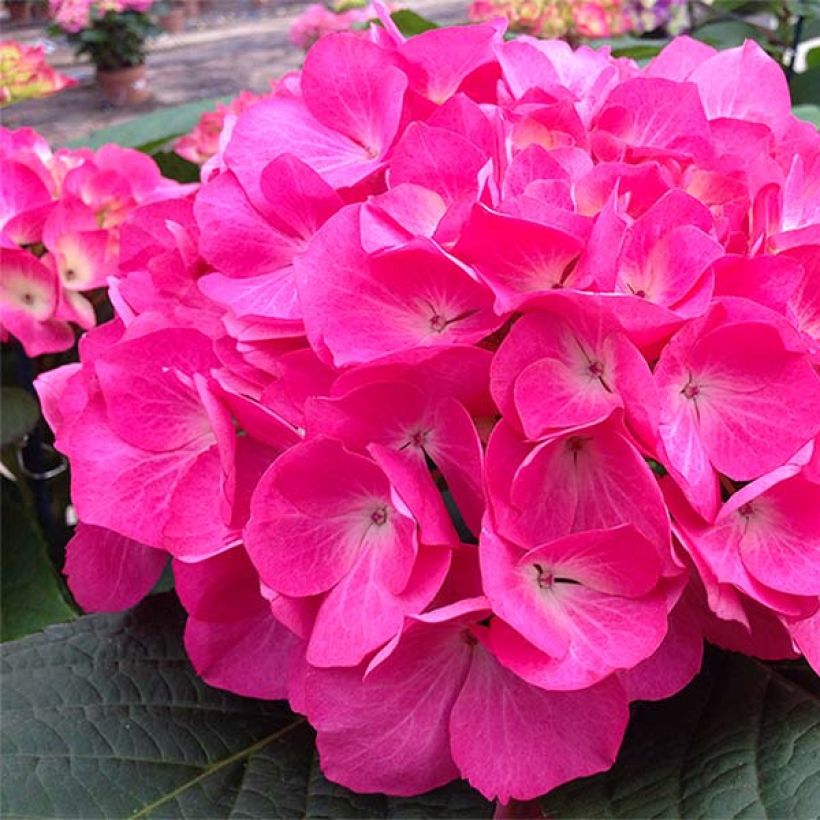 Hydrangea macrophylla Dutch Ladies Saskia - Bauernhortensie (Flowering)