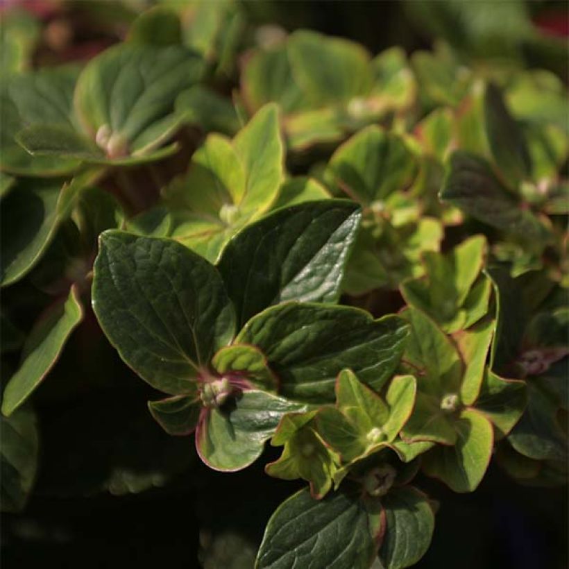 Hydrangea macrophylla Schloss Wackerbarth - Bauernhortensie (Foliage)