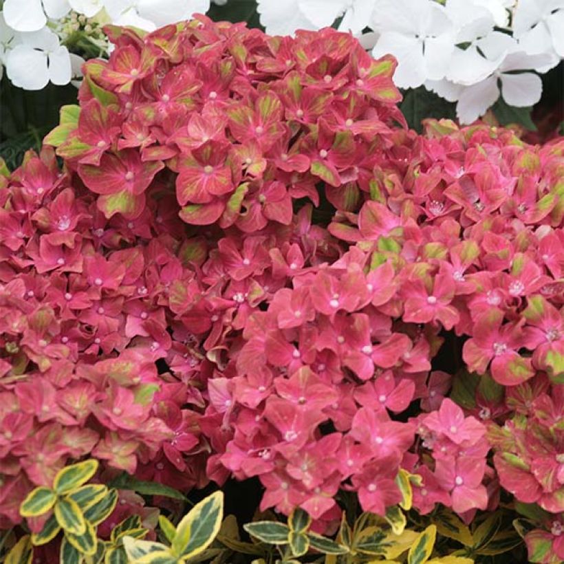Hydrangea macrophylla Schloss Wackerbarth - Bauernhortensie (Flowering)