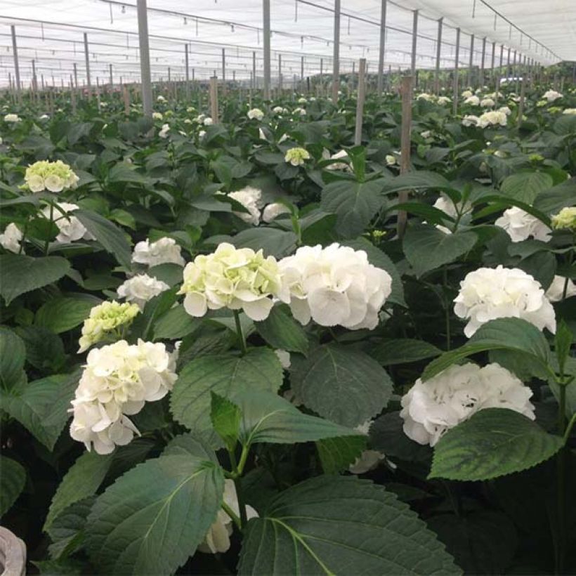 Hydrangea macrophylla Schneeball - Bauernhortensie (Flowering)