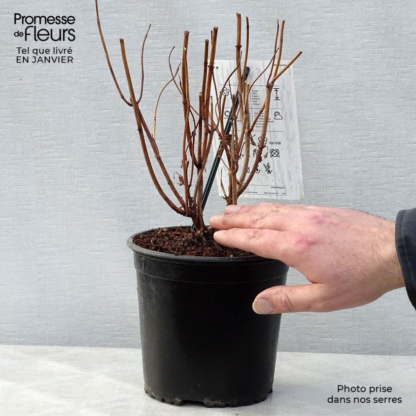 Exemplar von Hydrangea macrophylla Schneeball - Bauernhortensie Topf mit 2L/3L wie im Winter geliefert