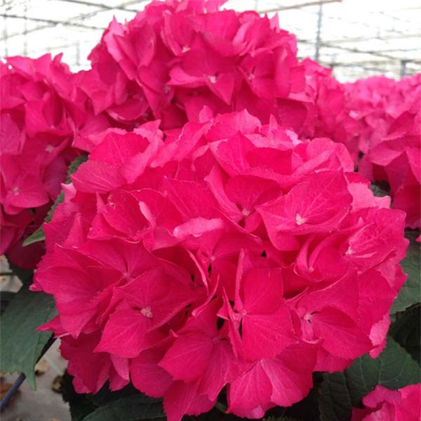 Hydrangea macrophylla Dutch Ladies Selma - Bauernhortensie (Flowering)