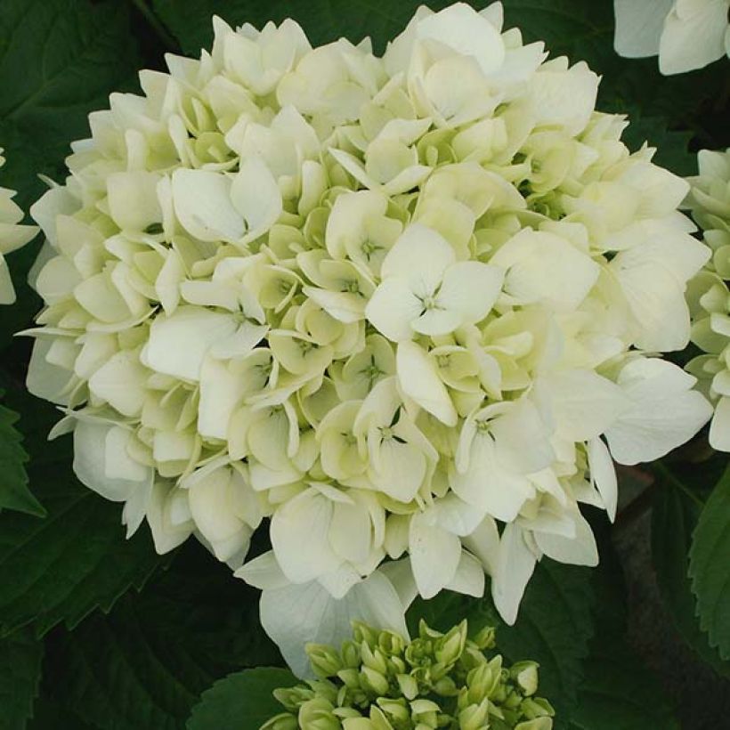 Hydrangea macrophylla Soeur Thérèse - Bauernhortensie (Flowering)
