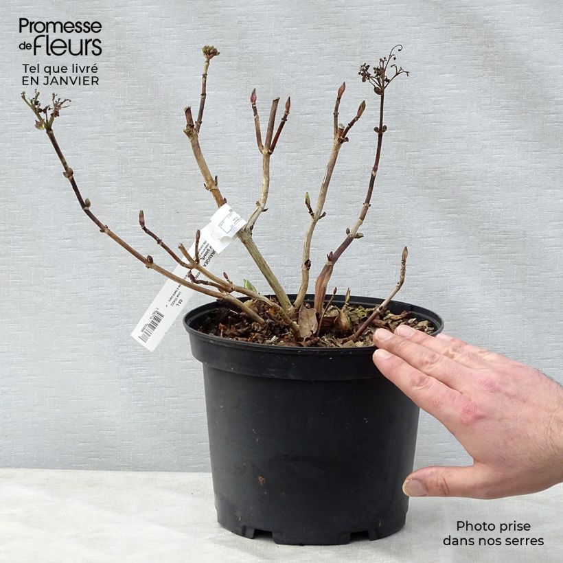 Exemplar von Hydrangea macrophylla Stargazer - Bauernhortensie Topf mit 4L/5L wie im Winter geliefert