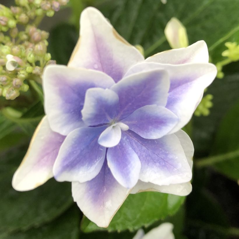 Hydrangea macrophylla Stargazer - Bauernhortensie (Flowering)