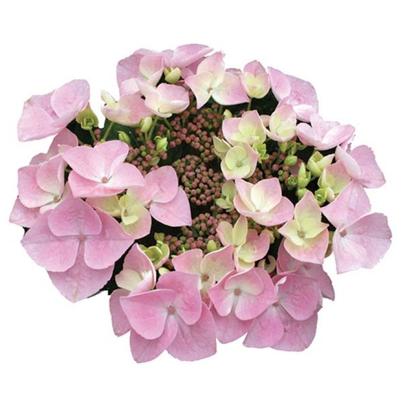 Hydrangea macrophylla Teller Messalina - Bauernhortensie (Flowering)