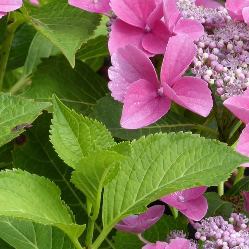 Hydrangea macrophylla Teller Pink - Bauernhortensie (Foliage)