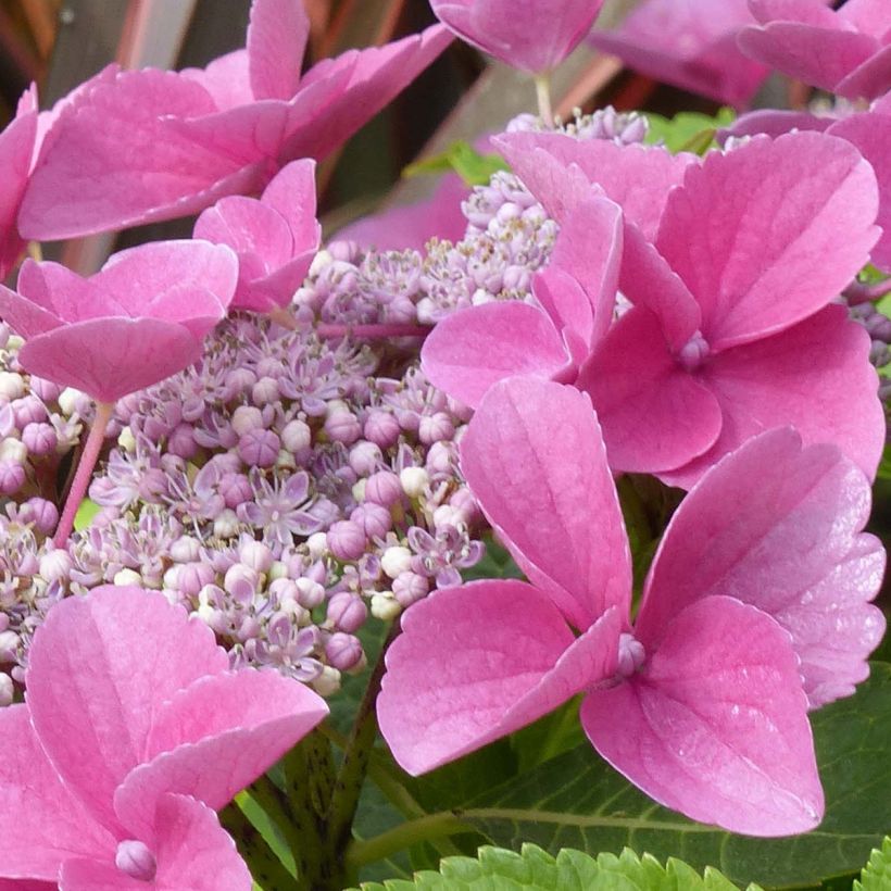 Hydrangea macrophylla Teller Pink - Bauernhortensie (Flowering)