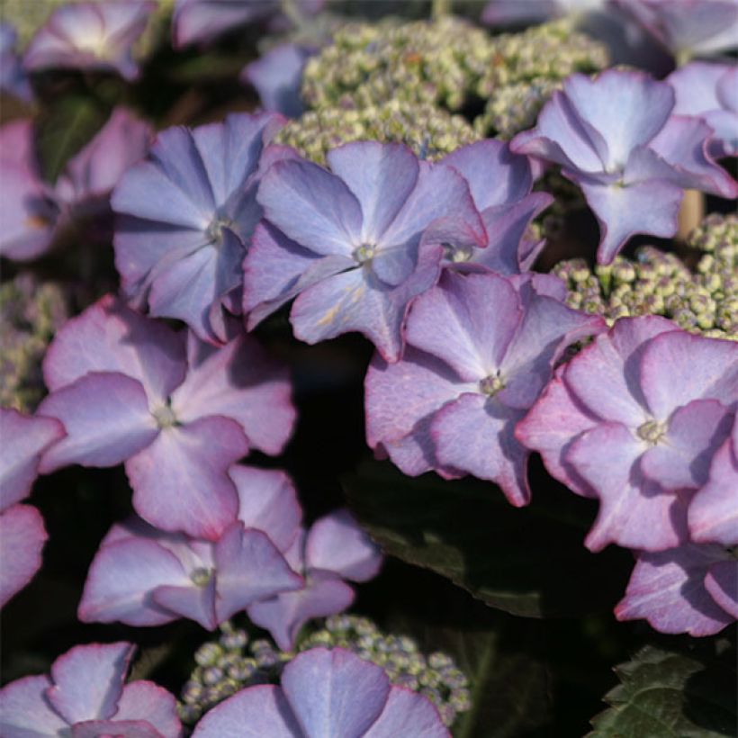 Hydrangea macrophylla Tiffany - Bauernhortensie (Flowering)