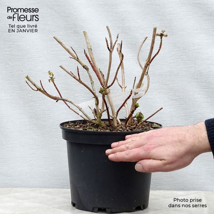 Exemplar von Hydrangea macrophylla Tinkerbell - Bauernhortensie Topf mit 1,5L/2L wie im Winter geliefert