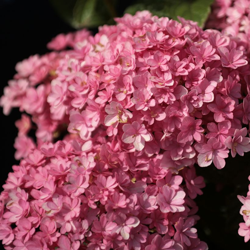 Hydrangea macrophylla Umbrella - Bauernhortensie (Flowering)
