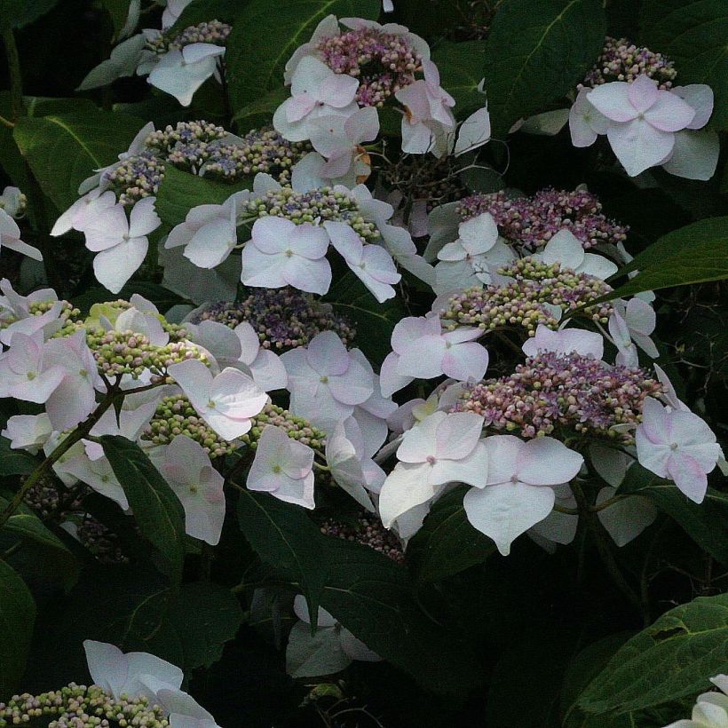 Hydrangea macrophylla Veitchii - Bauernhortensie (Flowering)
