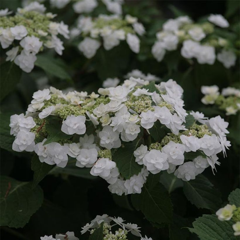 Hydrangea macrophylla Wedding Gown - Bauernhortensie (Flowering)