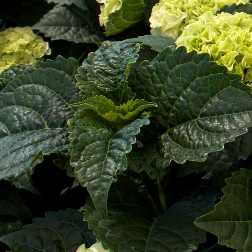 Hydrangea macrophylla Wudu - Bauernhortensie (Foliage)