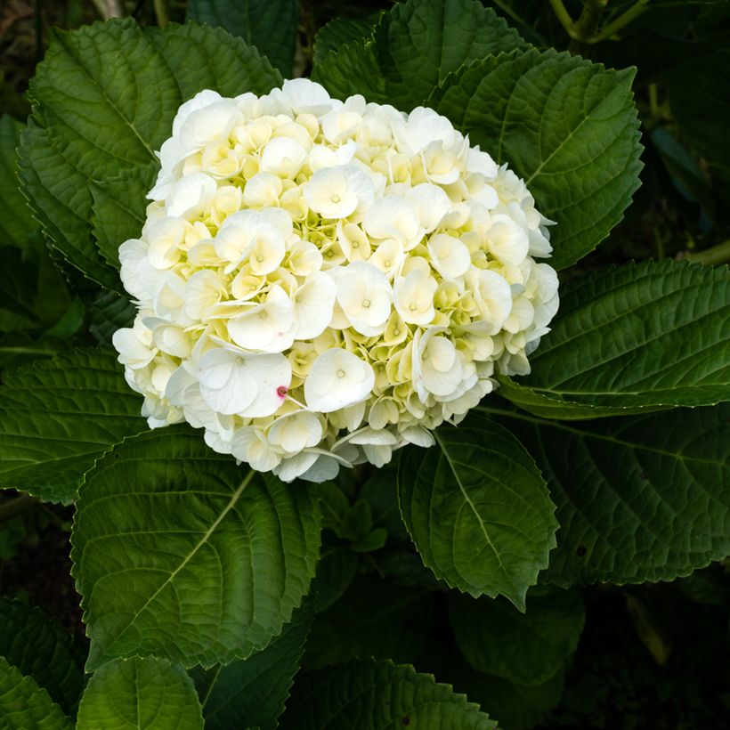 Hydrangea macrophylla Wudu - Bauernhortensie (Flowering)
