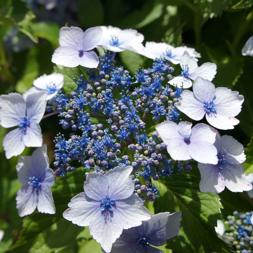 Hydrangea macrophylla Blue wave - Bauernhortensie (Flowering)
