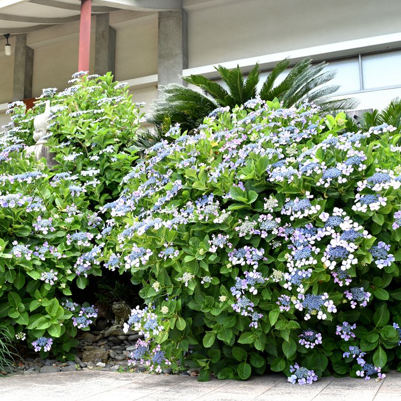 Hydrangea macrophylla Blue wave - Bauernhortensie (Plant habit)