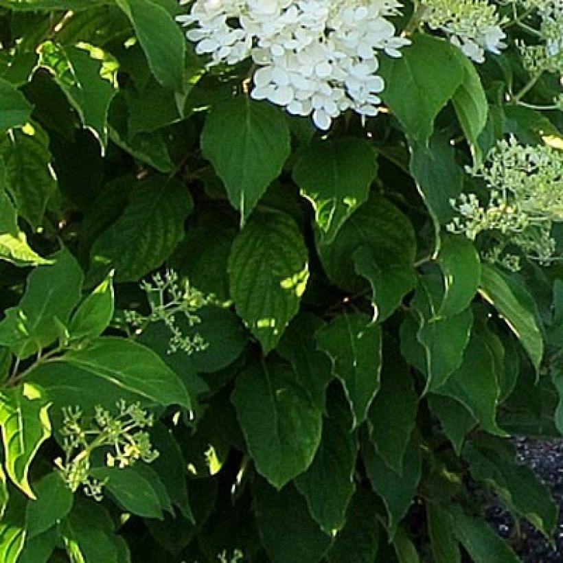 Rispenhortensie Bombshell - Hydrangea paniculata (Foliage)