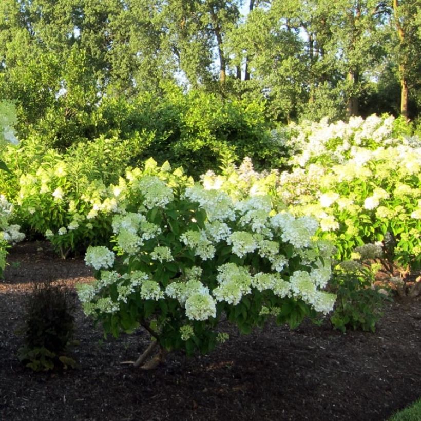 Rispenhortensie Bombshell - Hydrangea paniculata (Plant habit)