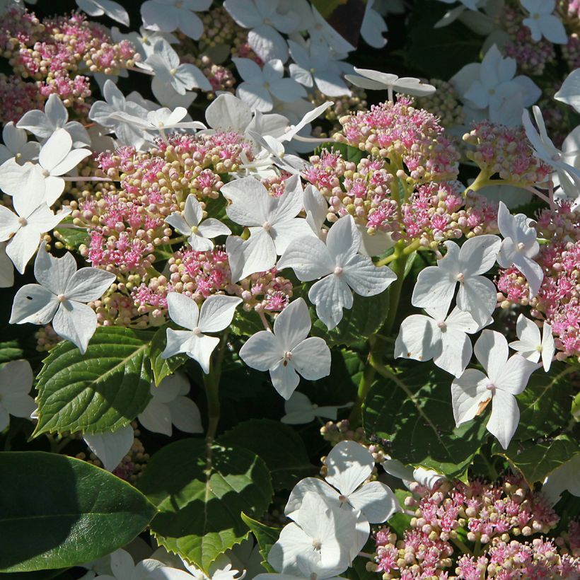 Rispenhortensie Confetti - Hydrangea paniculata (Blüte)