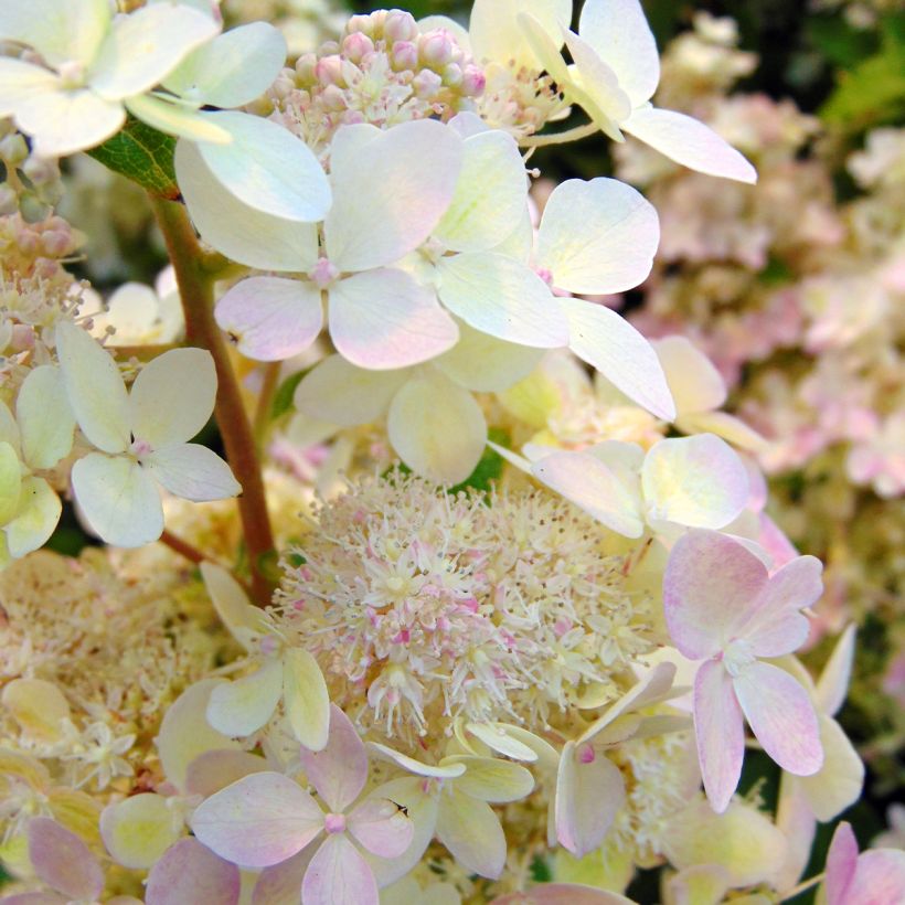 Rispenhortensie Confetti - Hydrangea paniculata (Flowering)