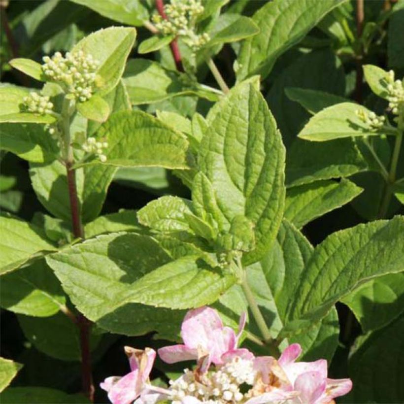 Rispenhortensie Dart's Little Dot - Hydrangea paniculata (Foliage)